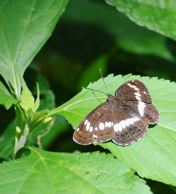 埼玉県南部の森の周りの蝶たち　in2012.06.10③_a0126632_12304088.jpg