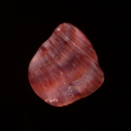 【スキャナ写真・4】海で見つけたシリーズ　貝なのか、石なのか（赤）_f0134538_934135.jpg