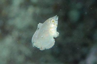 ベラが気になる、、、。_b0186442_21472481.jpg