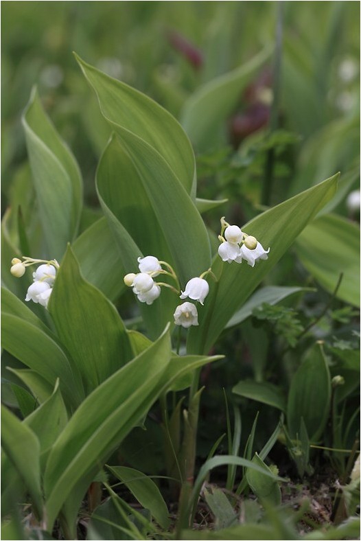 ニホンスズラン 入笠山から 野草風薫
