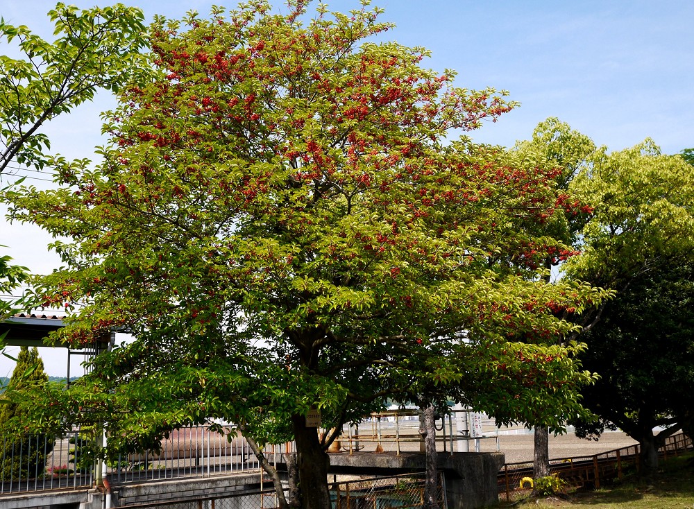 　　和歌山交通公園_b0093754_22305948.jpg