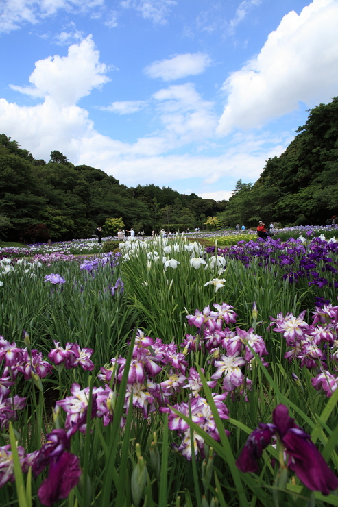 梅雨の晴れ間_b0246655_22513754.jpg