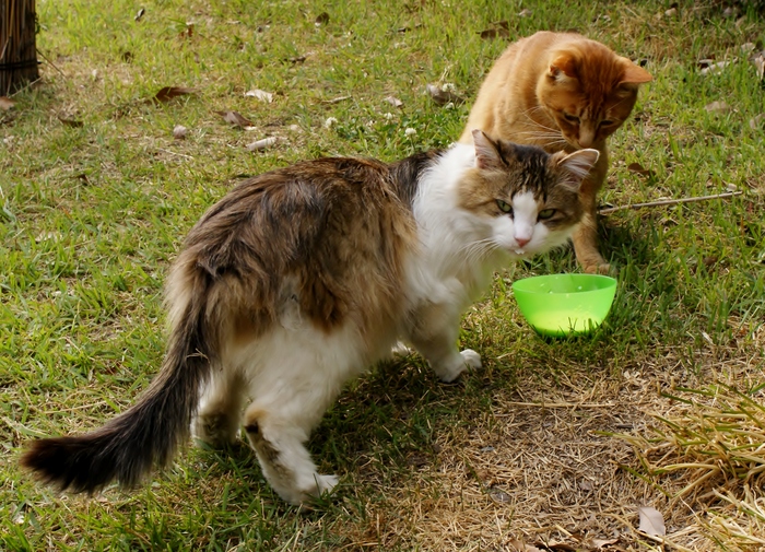 梅小路公園の猫 たんぶーらんの戯言 梅小路公園の猫 たんぶーらんの戯言