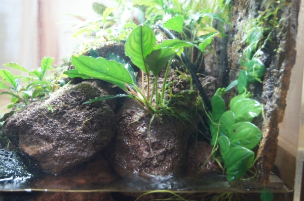 ブセファランドラ sp. パダワン1 【2010年】 水上株・1株限定 Yahoo!オークション - Bucephalandra sp. Motleyana padawan