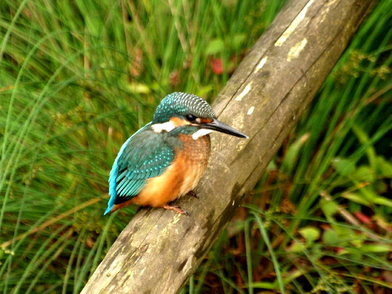 野鳥不在　場所替え　　　　_f0208666_15213813.jpg