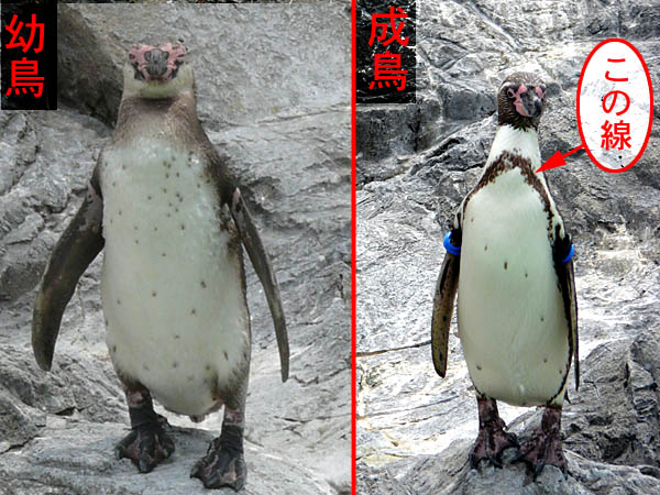 脱走ペンギンの写真集を作る ネットのしじま いたざわ しじま公式blog 脱走ペンギンの写真集を作る ネットのしじま いたざわ しじま公式blog