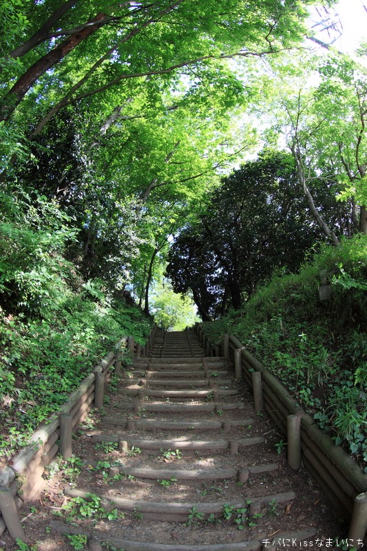 千葉市都市緑化植物園 初夏のいろいろ_b0131071_0362560.jpg