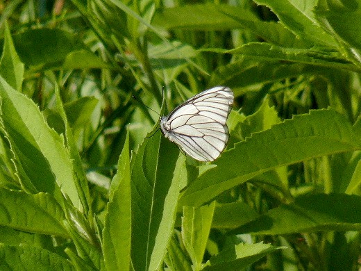 北大キャンパス・エゾシロチョウ_d0084473_17304641.jpg