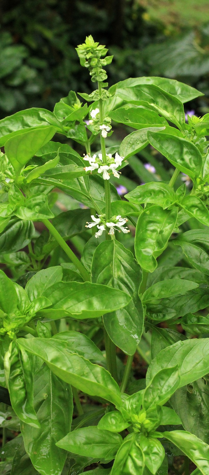 バジルの花とホオズキの花_a0107574_614277.jpg