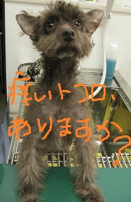 シャンプー☆梅雨入りキャンペーン☆_c0245679_1965737.jpg
