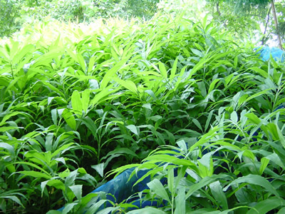 ミョウガの茎のお味噌汁 新柳ブログ