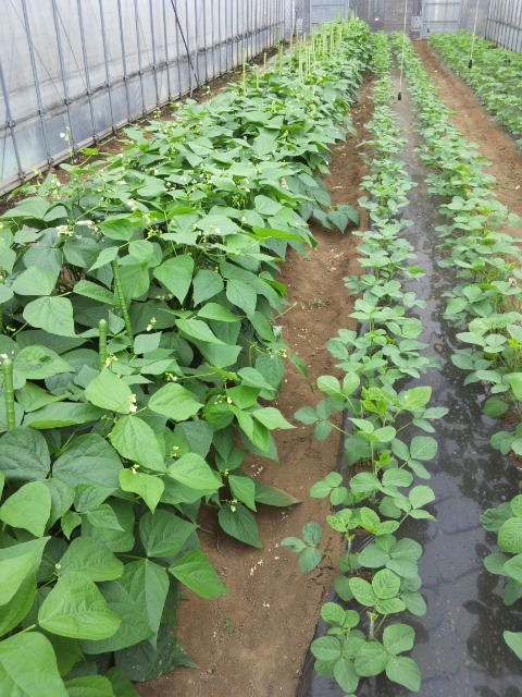 インゲン用平張りハウスの骨組み