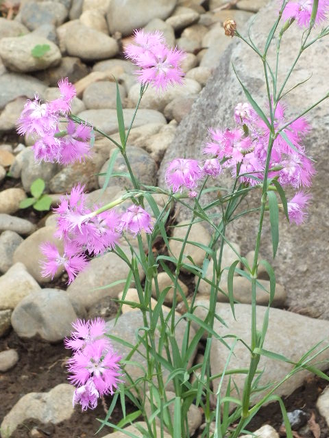 ６月１５日　神代植物公園　その１_e0145782_20162449.jpg