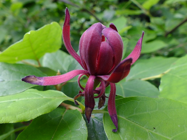 ６月１５日　神代植物公園　その１_e0145782_2020585.jpg