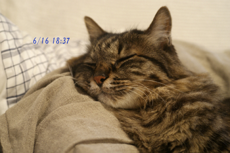 老猫 コロン 全身痙攣 日々 のんびりそして穏やかに 老猫 コロン 全身痙攣 日々 のんびりそして穏やかに