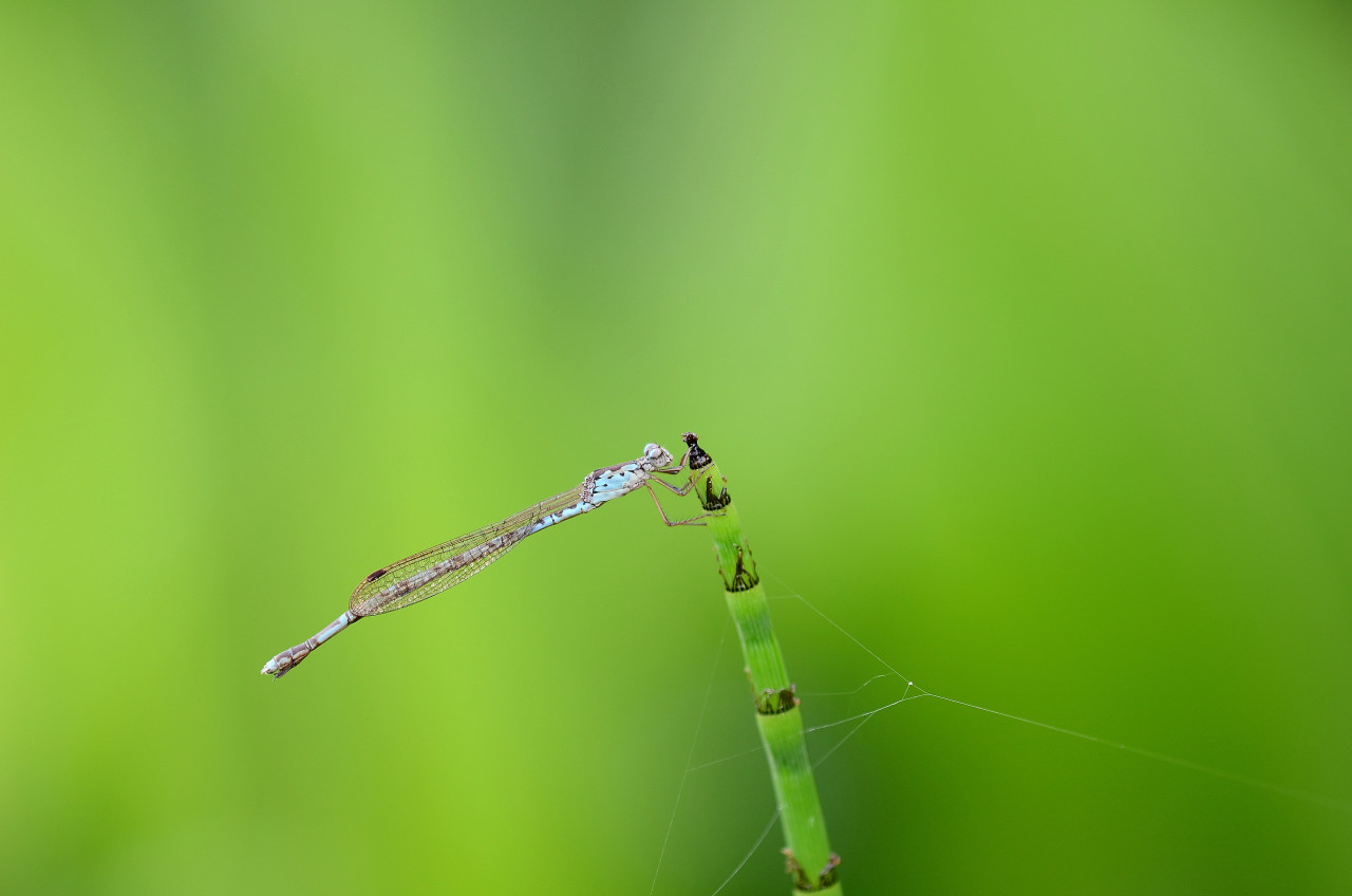 梅雨の星の池_d0251387_2042486.jpg