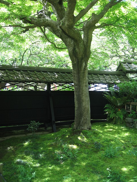 北鎌倉　紫陽花の寺　めぐり　東慶寺_c0087094_1741072.jpg