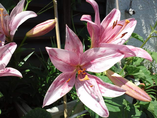 f0077595_9263521.jpg