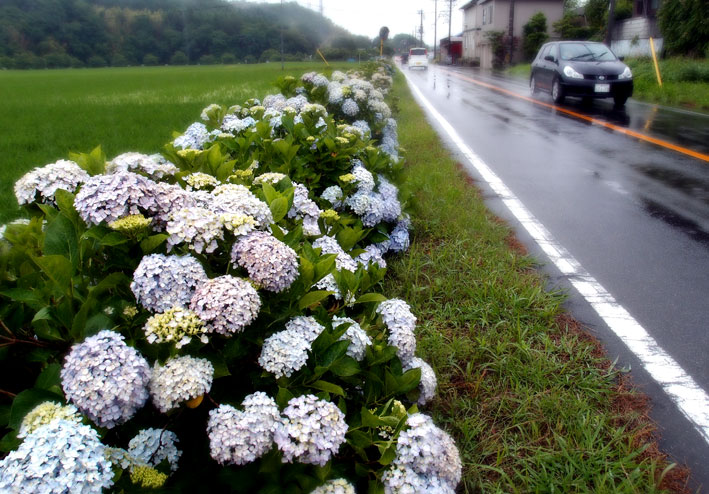 雨にアジサイ_b0145296_701437.jpg
