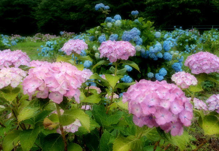 雨にアジサイ_b0145296_702826.jpg