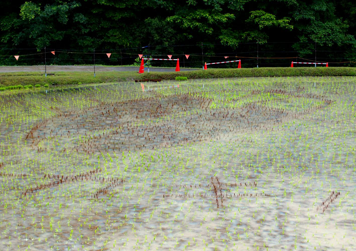 雨にアジサイ_b0145296_99426.jpg