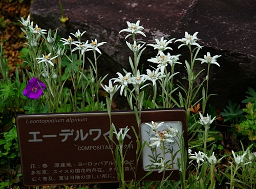 b0145398_2341276.jpg