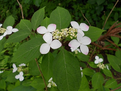 b0147203_22133124.jpg