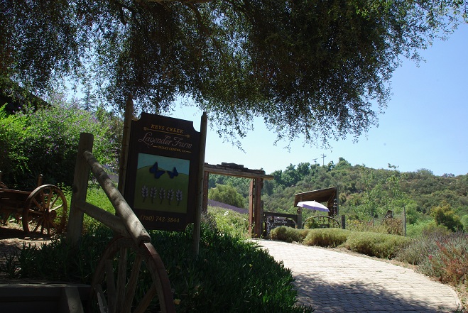 Lavender Farm_f0038904_6435648.jpg