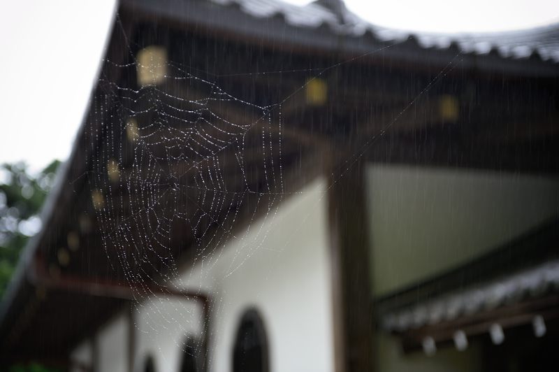 青葉巡り・南禅寺 其の二_f0032011_19401355.jpg