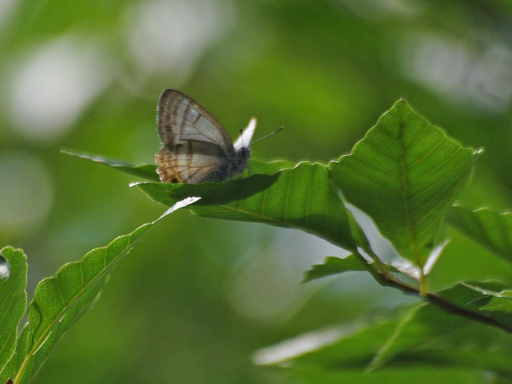 実は三度目？の正直　　20120617_f0160222_23101962.jpg