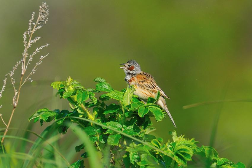 ホオアカ（(Chestnut-eared Bunting) ～2012.06_b0148352_19111296.jpg