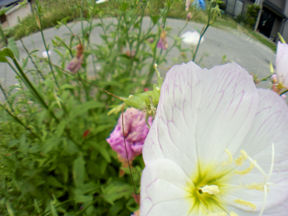 f0049152_2046586.jpg