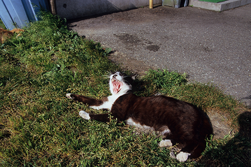 食堂みなとや、猫いますアレあります_c0181457_1137276.jpg