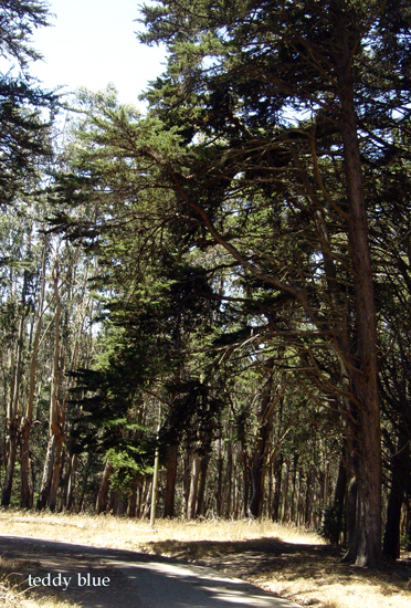 san francisco presidio  サンフランシスコ プレシディオの森_e0253364_1265812.jpg