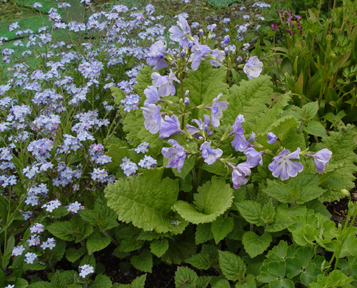 本日のメコノさまとその他の開花状況_f0153164_21275320.jpg