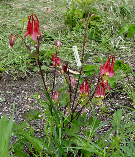 本日のメコノさまとその他の開花状況_f0153164_21294258.jpg