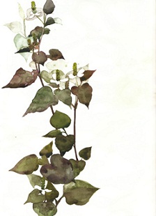 :: shop mo∴での個展のお知らせ ::_e0204865_1239561.jpg