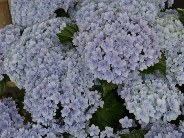 b0194267_20305519.jpg