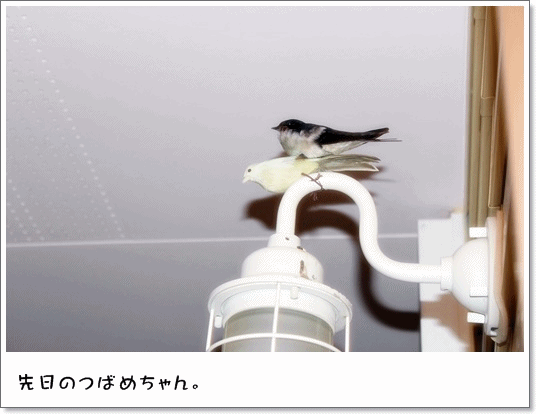 d0169376_1259626.gif
