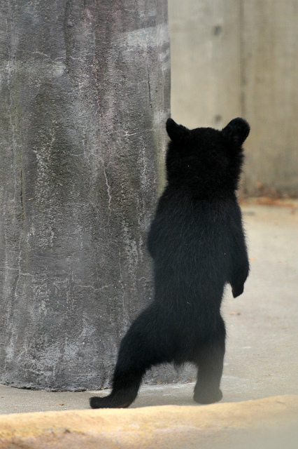 チビクマ危機一髪！！_b0145677_15485845.jpg