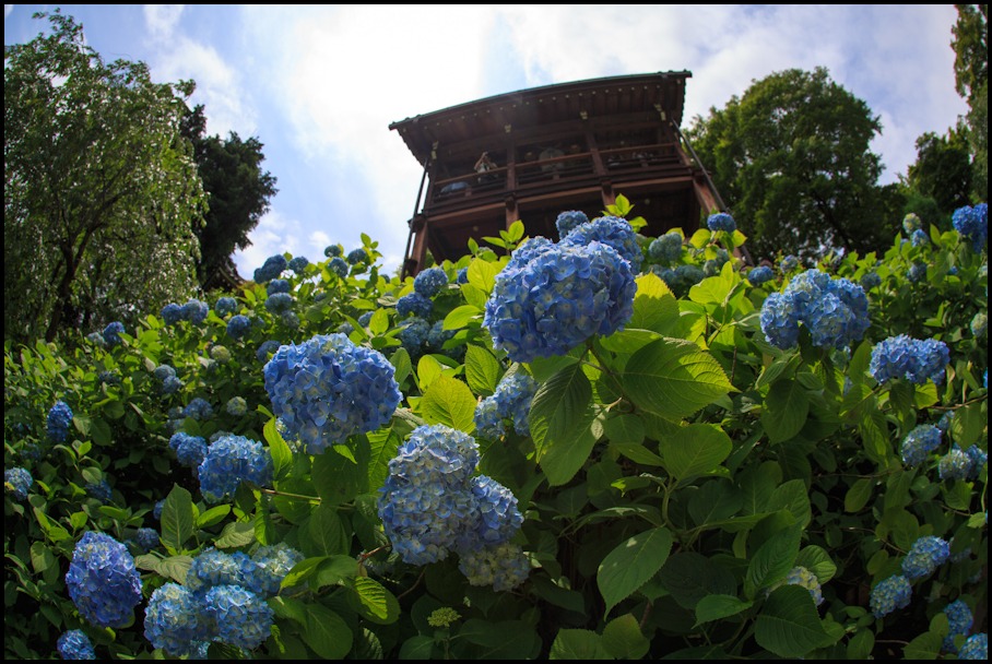 紫陽花！　善峰寺_b0128581_11233481.jpg