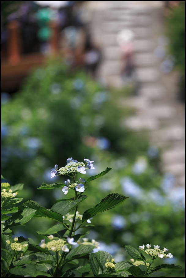 紫陽花！　善峰寺_b0128581_11253788.jpg