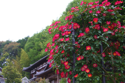 5月の松尾寺_e0024385_201137100.jpg