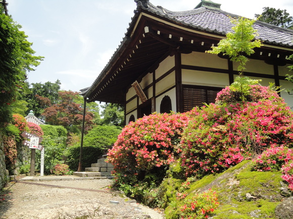 善峯寺（よしみねでら）の紫陽花・・・その①_a0258386_10561822.jpg