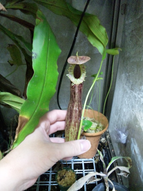 Nepenthes Mirabilis Var Echinostoma Needless Label