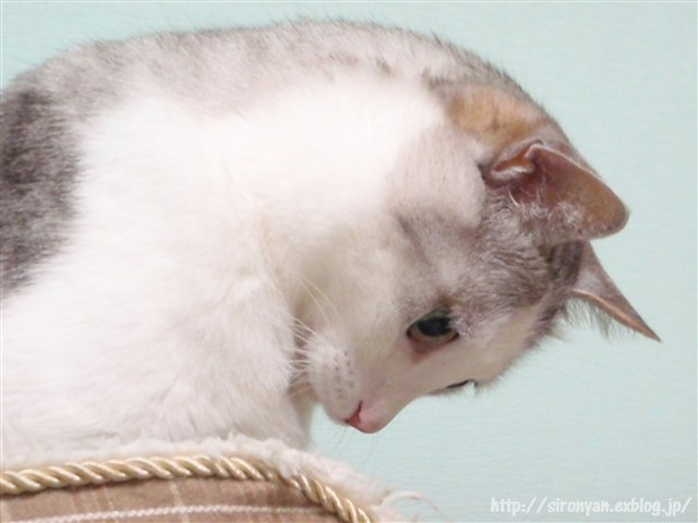 a0159490_13584244.jpg