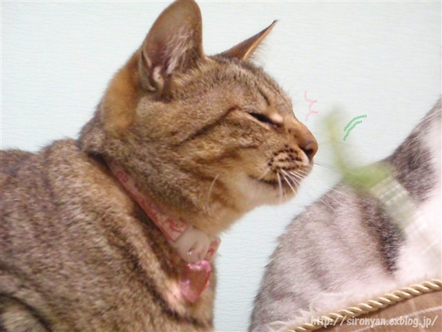 a0159490_1423229.jpg