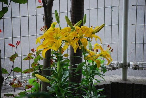 我が家にも　花や野菜の　恵みあり_f0101201_2219988.jpg