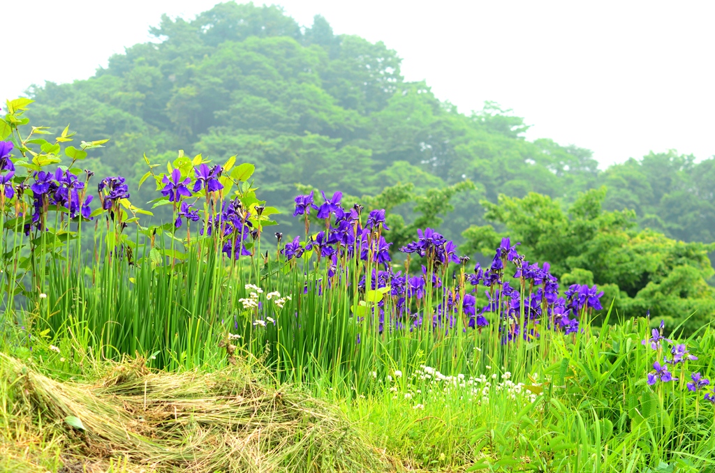 日本の田んぼ、畑の風景～素適です_b0228502_09408.jpg