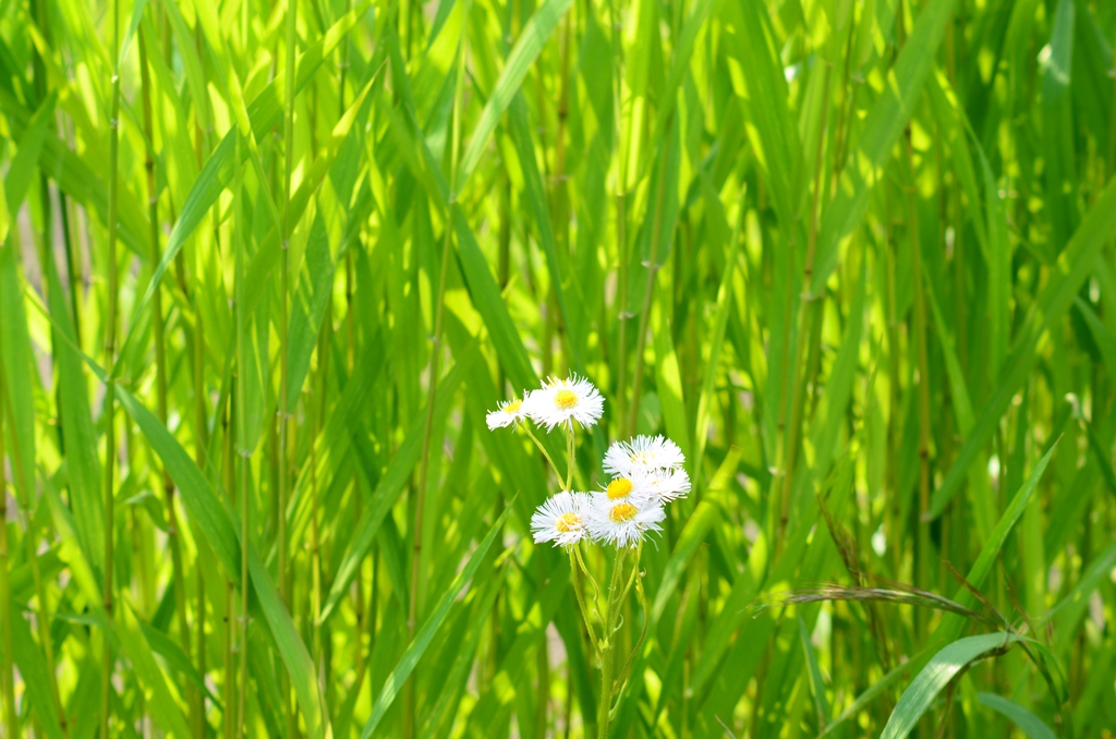 中軽井沢の農道から6月のスナップ撮らせていただきました～☆_b0228502_23495115.jpg